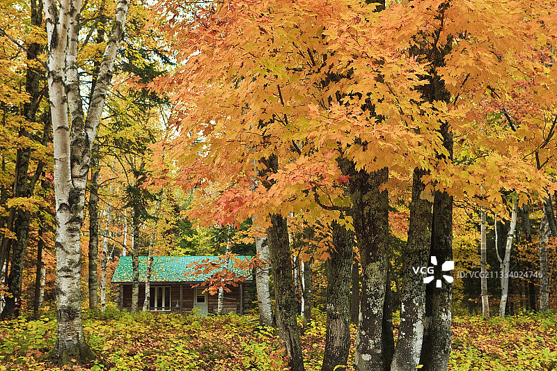 加拿大魁北克秋季的糖屋图片素材