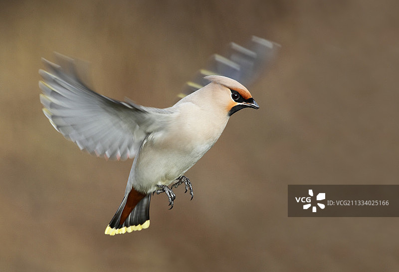 冬季飞行中的太平鸟图片素材