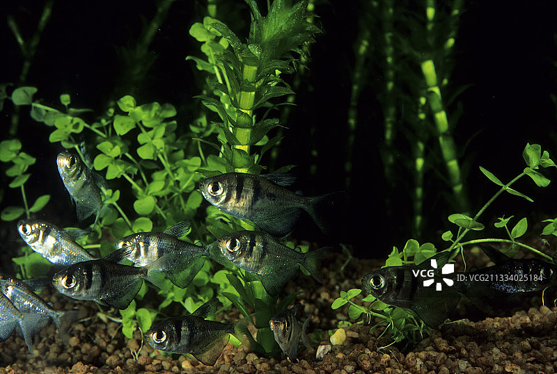 黑四眼鱼图片素材