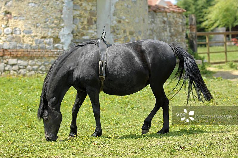 佩戴分娩警报器的怀孕母马图片素材