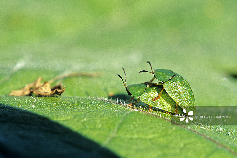 叶片上交配的绿龟甲虫（法国）图片素材