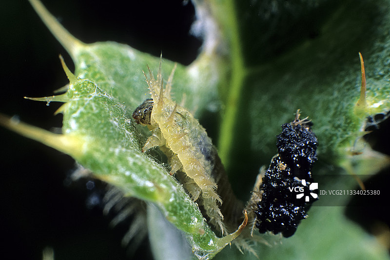 一期幼虫，长度6.5毫米，寄主植物：蓟图片素材