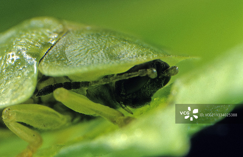 正在吃叶子的绿龟甲虫头部，法国图片素材