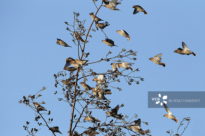 冬天降落在英国树上的一群太平鸟图片素材