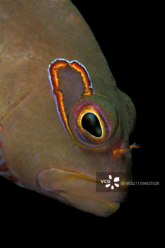 维图群岛俾斯麦的弧眼鹰鱼图片素材