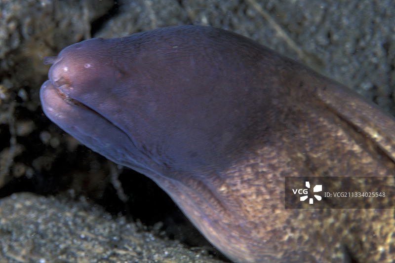 维图群岛俾斯麦的盲鳗图片素材