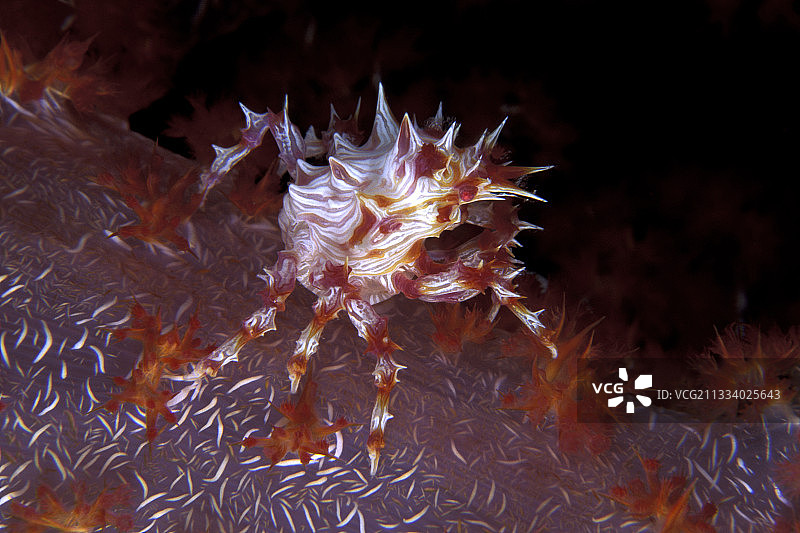 瓦林迪俾斯麦群岛的软珊瑚蟹图片素材