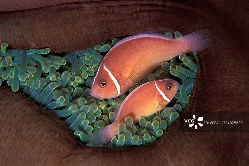 海葵中的一对海葵鱼，瓦林迪俾斯麦群岛图片素材