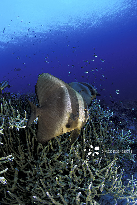 俾斯麦群岛瓦林迪礁石上的蝙蝠鱼图片素材