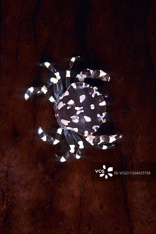 海参上的小丑蟹，瓦林迪俾斯麦群岛图片素材