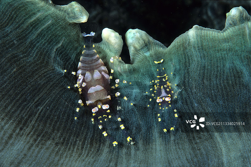 俾斯麦群岛瓦林迪海葵上的共生虾图片素材