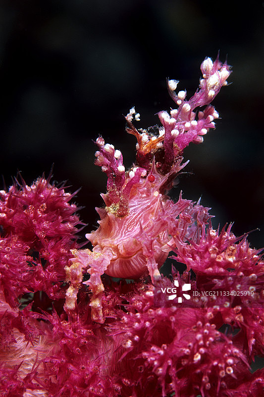 瓦林迪俾斯麦群岛的软珊瑚蟹图片素材