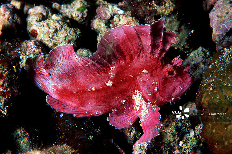 粉色叶鱼，位于瓦林迪俾斯麦群岛礁石上图片素材