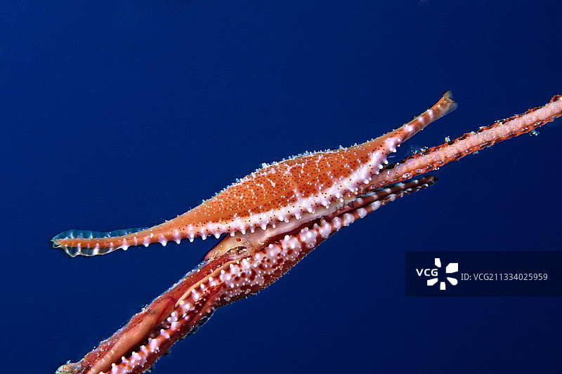 瓦林迪俾斯麦群岛珊瑚上的盟军宝螺图片素材