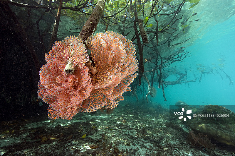 拉贾安帕群岛红树林中的海扇图片素材