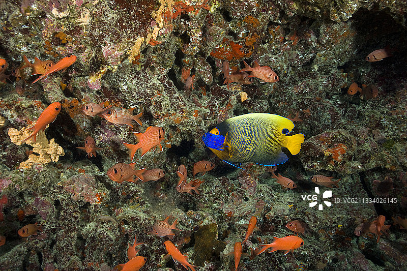 马尔代夫印度洋的蓝面神仙鱼图片素材
