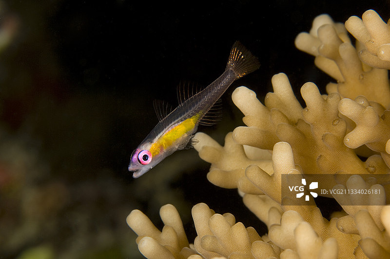 马尔代夫硬珊瑚上的红眼虾虎鱼图片素材