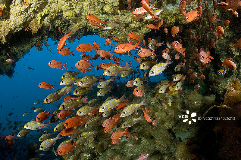 马尔代夫的完美金鳞鱼和条纹大眼鲷图片素材