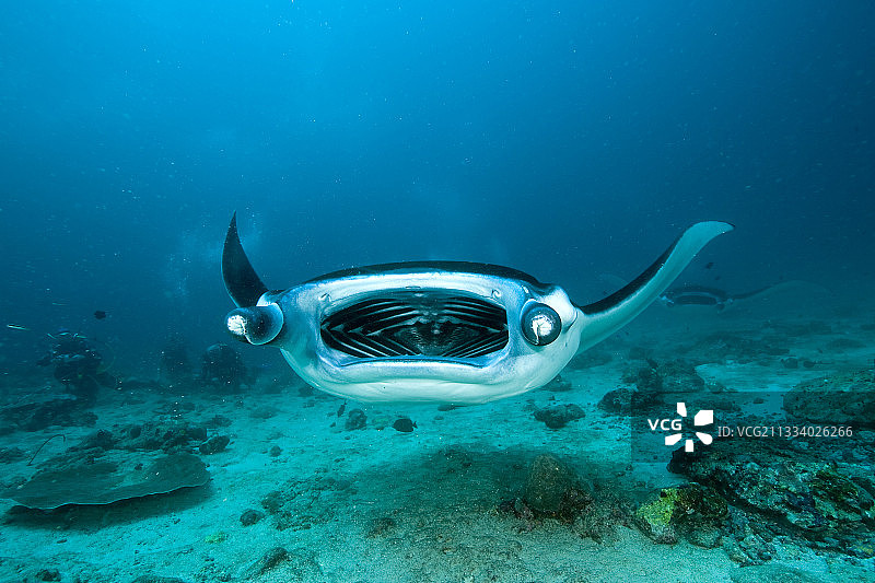 马尔代夫Donkalo Thila清洁站的蝠鲼图片素材