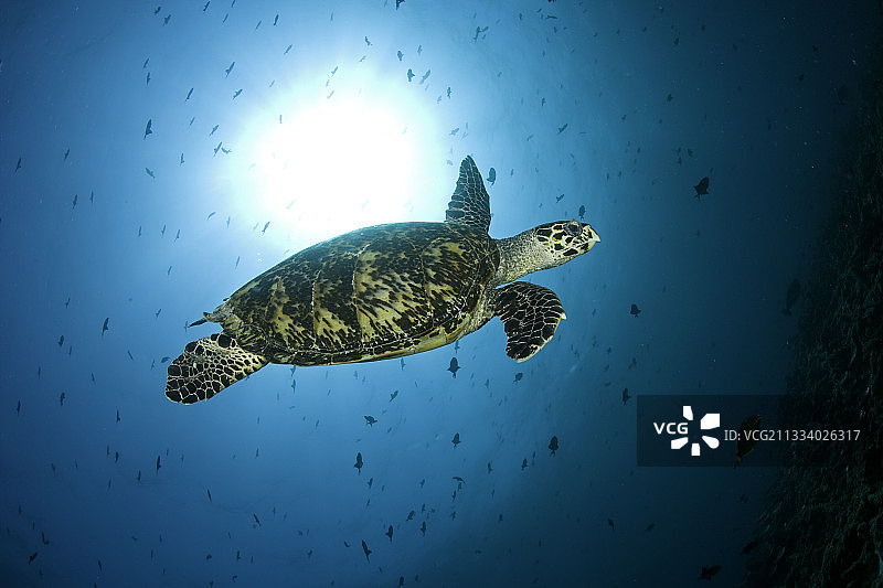 马尔代夫印度洋玳瑁龟图片素材