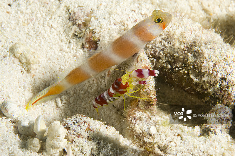 马尔代夫霞光虾虎鱼和枪虾图片素材