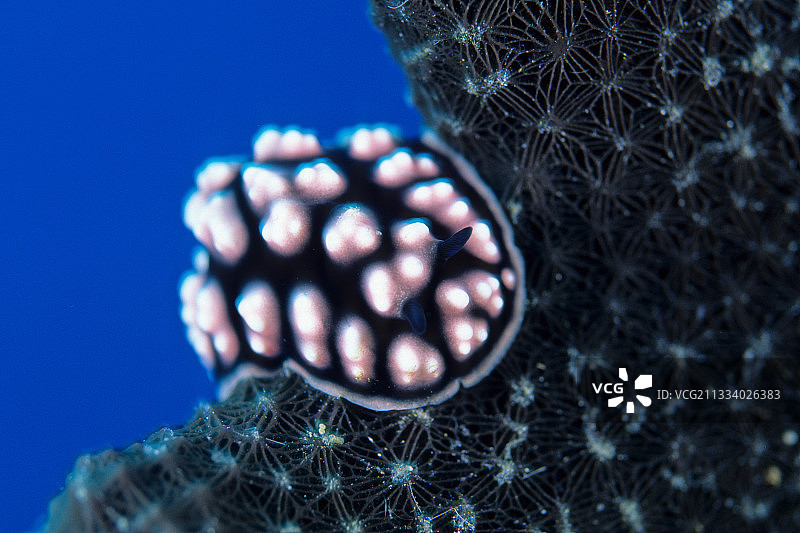 瓦林迪俾斯麦群岛礁石上的疣蛞蝓图片素材