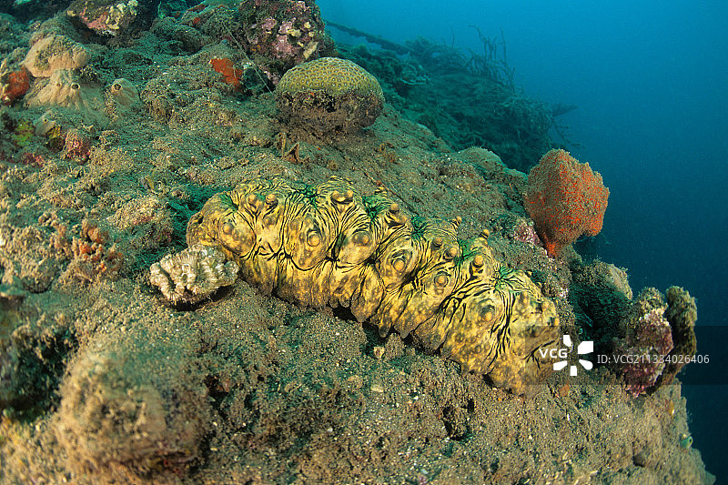 俾斯麦群岛维图群岛礁石上的海参图片素材
