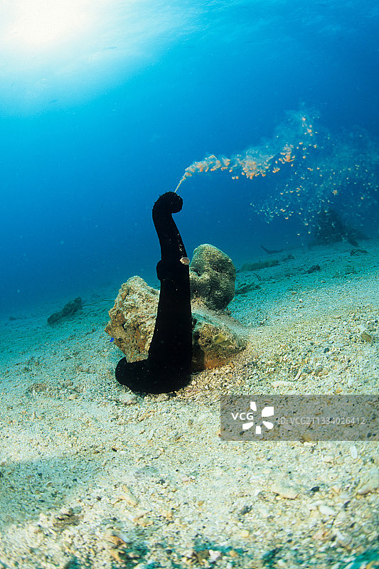 海参产卵，瓦林迪俾斯麦群岛图片素材