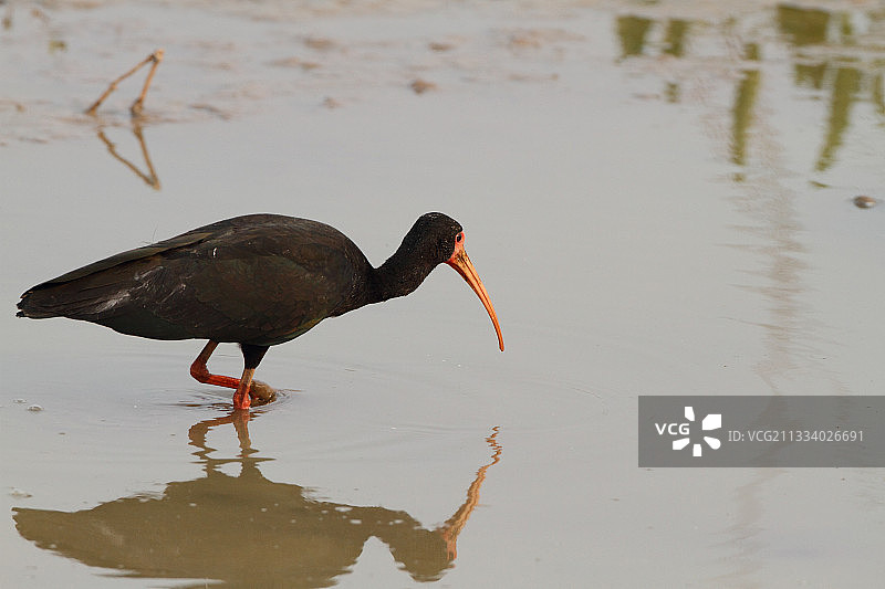 在巴西沼泽中行走的裸脸鹮图片素材