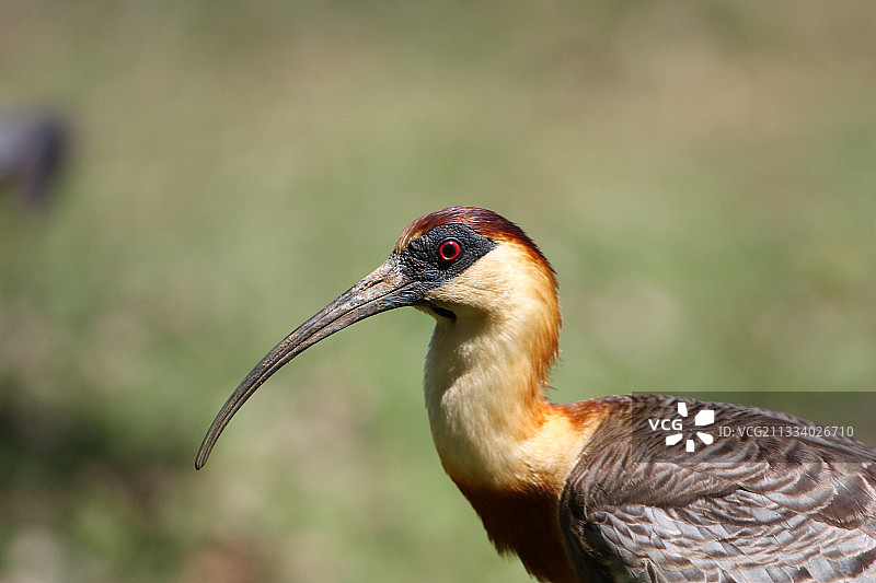 巴西棕颈鹭的肖像图片素材