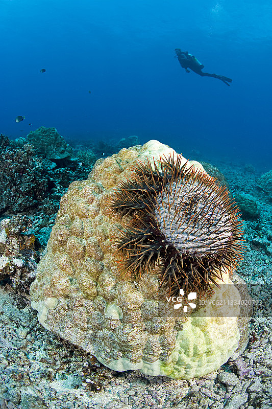 棘冠海星啃食坚硬的珊瑚，莫雷阿岛，波利尼西亚图片素材