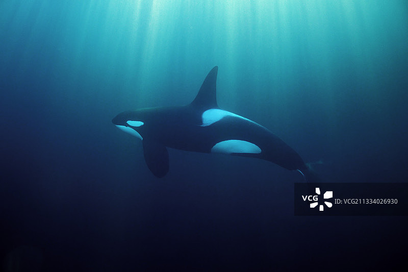 沐浴在阳光下的挪威虎鲸图片素材