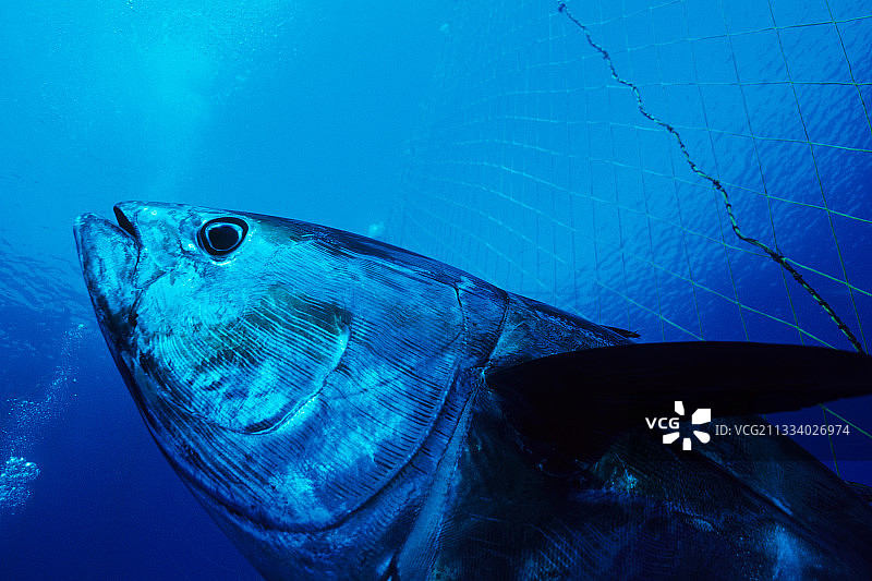 撒丁岛金枪鱼围栏内的北方蓝鳍金枪鱼图片素材