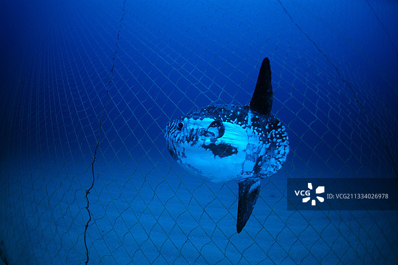 撒丁岛第勒尼安海金枪鱼养殖场内的翻车鱼图片素材