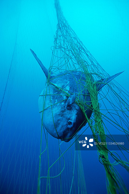 撒丁岛第勒尼安海金枪鱼养殖场内的翻车鱼图片素材