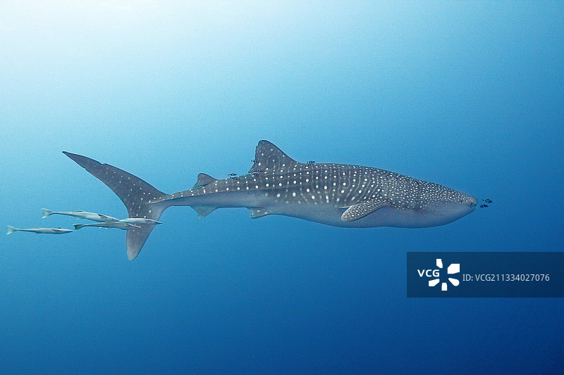 在艾达号残骸上游泳的鱼群图片素材