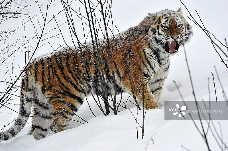瑞典濒危食肉动物保护中心图片素材
