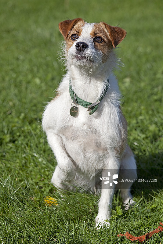 英国切尔滕纳姆犬舍中的梗犬肖像图片素材