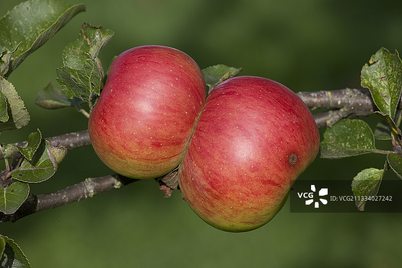英国切尔滕纳姆斯托克果园树上成熟的食用苹果图片素材