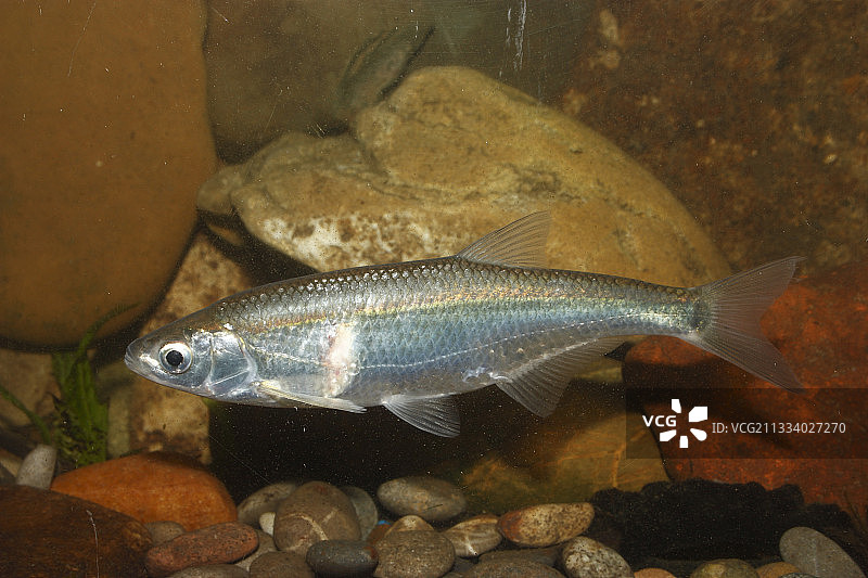 法国阿尔萨斯鹅卵石上的阴霾图片素材