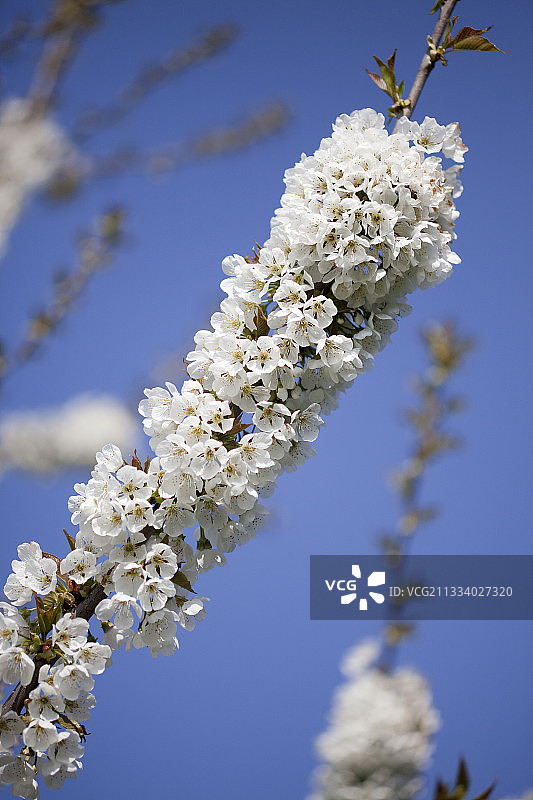 法国勃艮第盛开的拿破仑樱桃树图片素材