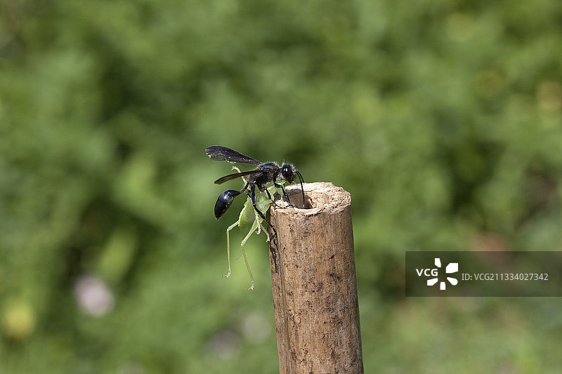 搬运草的黄蜂在法国搬运猎物 4/9图片素材