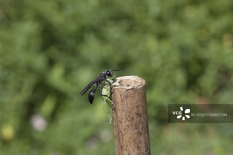 法国草地负泥虫图片素材