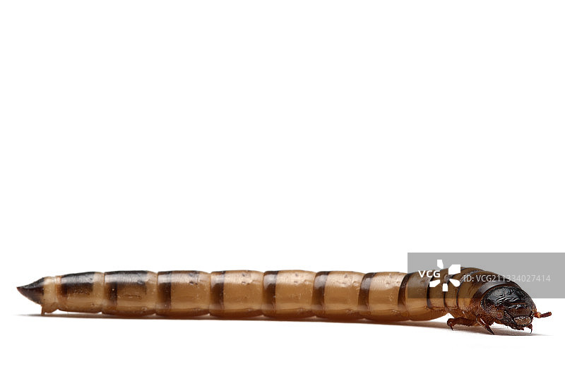 原产地：南美洲图片素材