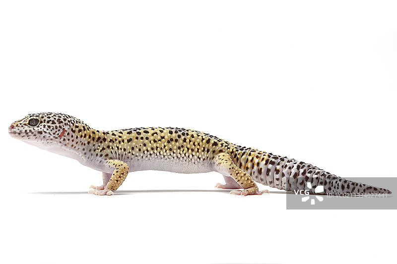 原产地：巴基斯坦图片素材