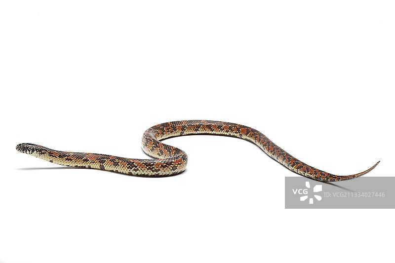 产地：美国图片素材