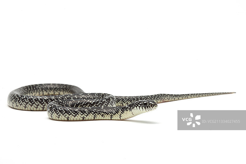 产地：美国图片素材