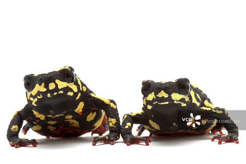 原产地：巴拉圭图片素材