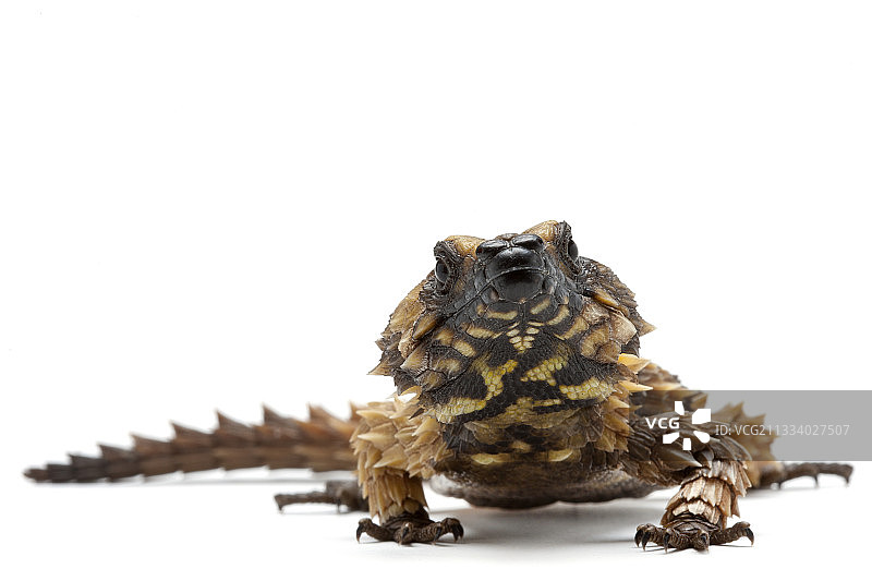 产地：南非图片素材