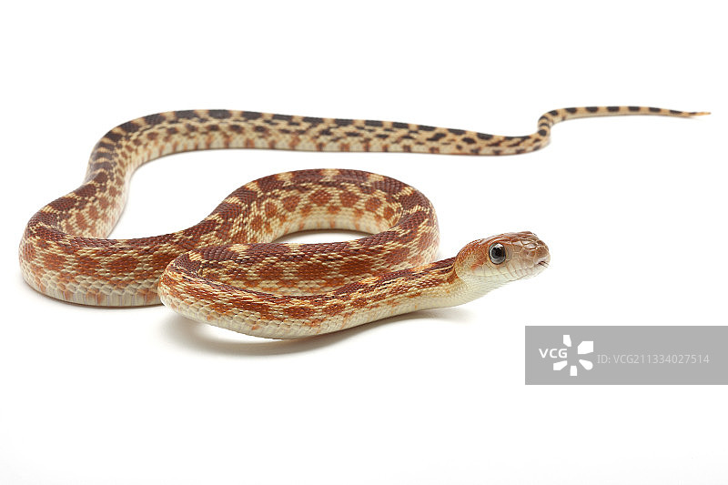 产地：加利福尼亚州图片素材